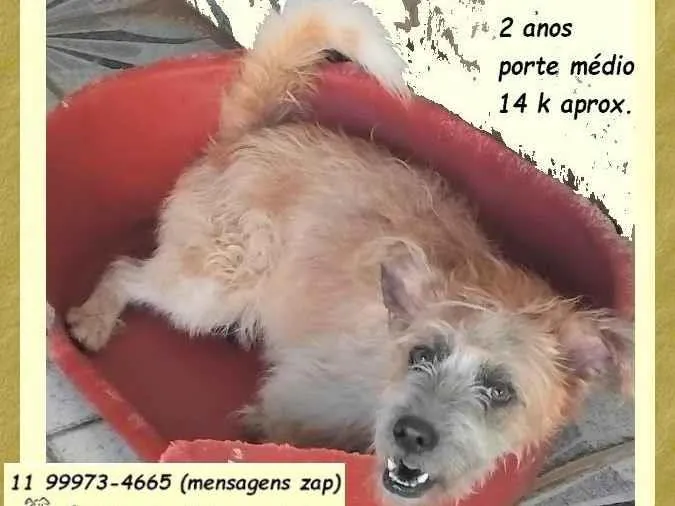 Cachorro ra a SRD-ViraLata idade 2 anos nome Brasinha