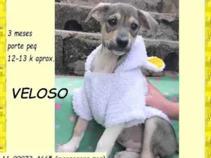 Cachorro raça SRD-ViraLata idade 2 a 6 meses nome Veloso
