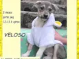 Veloso