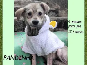 Cachorro raça SRD-ViraLata idade 2 a 6 meses nome Pandinha