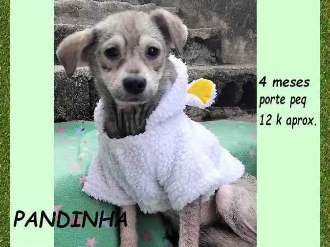 Cachorro ra a SRD-ViraLata idade 2 a 6 meses nome Pandinha