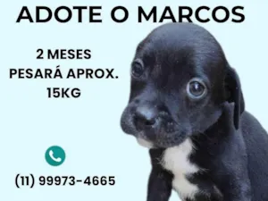 Cachorro raça SRD-ViraLata idade 2 a 6 meses nome Marcos