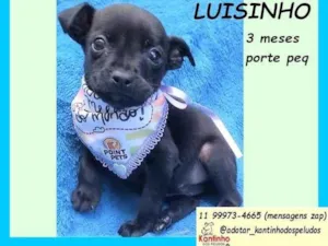 Cachorro raça SRD-ViraLata idade 2 a 6 meses nome Luisinho