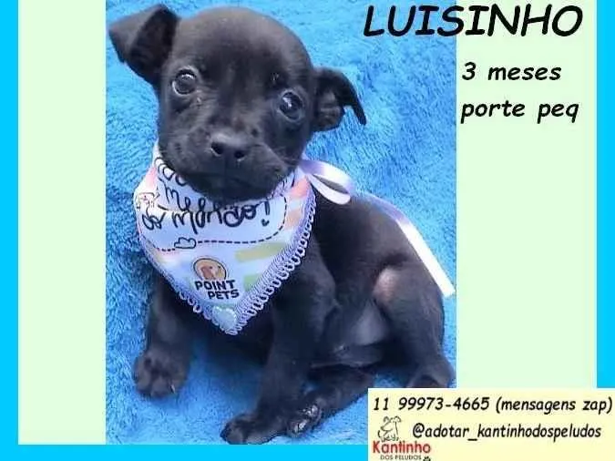 Cachorro ra a SRD-ViraLata idade 2 a 6 meses nome Luisinho