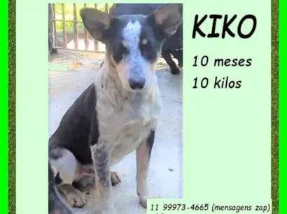Cachorro raça SRD-ViraLata idade 7 a 11 meses nome Kiko