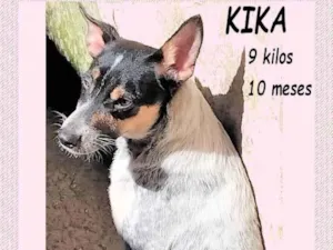 Cachorro raça SRD-ViraLata idade 7 a 11 meses nome Kika