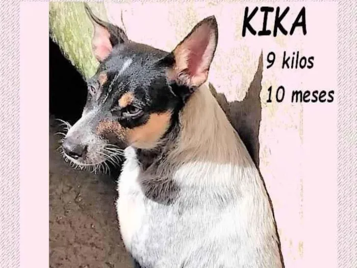 Cachorro ra a SRD-ViraLata idade 7 a 11 meses nome Kika