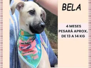 Cachorro raça SRD-ViraLata idade 2 a 6 meses nome Bela