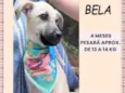 Bela