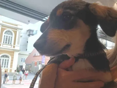 Cachorro raça SRD-ViraLata idade 2 a 6 meses nome Flora