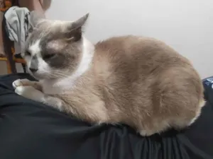 Gato raça Siamês idade 5 anos nome Jerry 