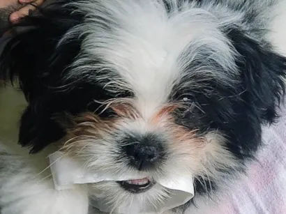 Cachorro raça Shitzu idade 2 a 6 meses nome Esse é o Sirius.