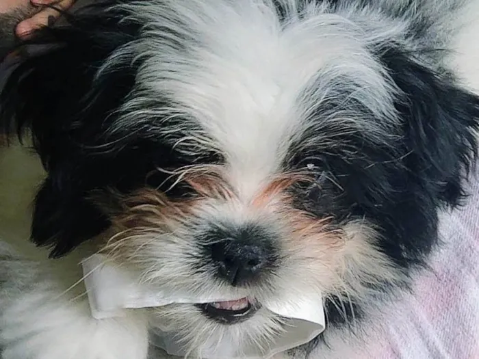 Cachorro ra a Shitzu idade 2 a 6 meses nome Esse é o Sirius.