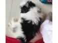 Esse é o Sirius.