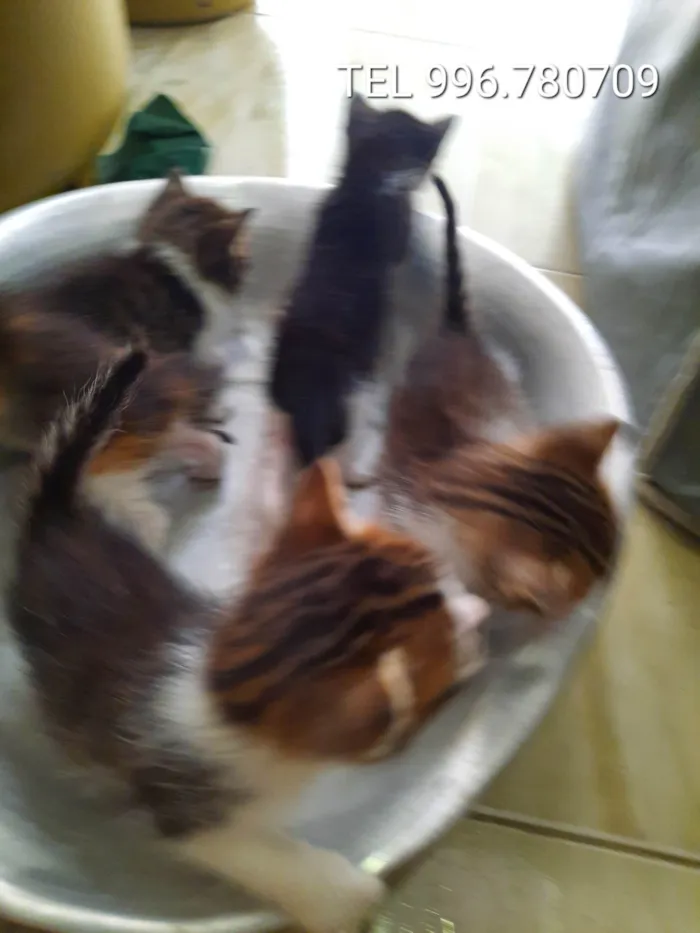 Gato ra a SRD-ViraLata idade Abaixo de 2 meses nome Não rem nome