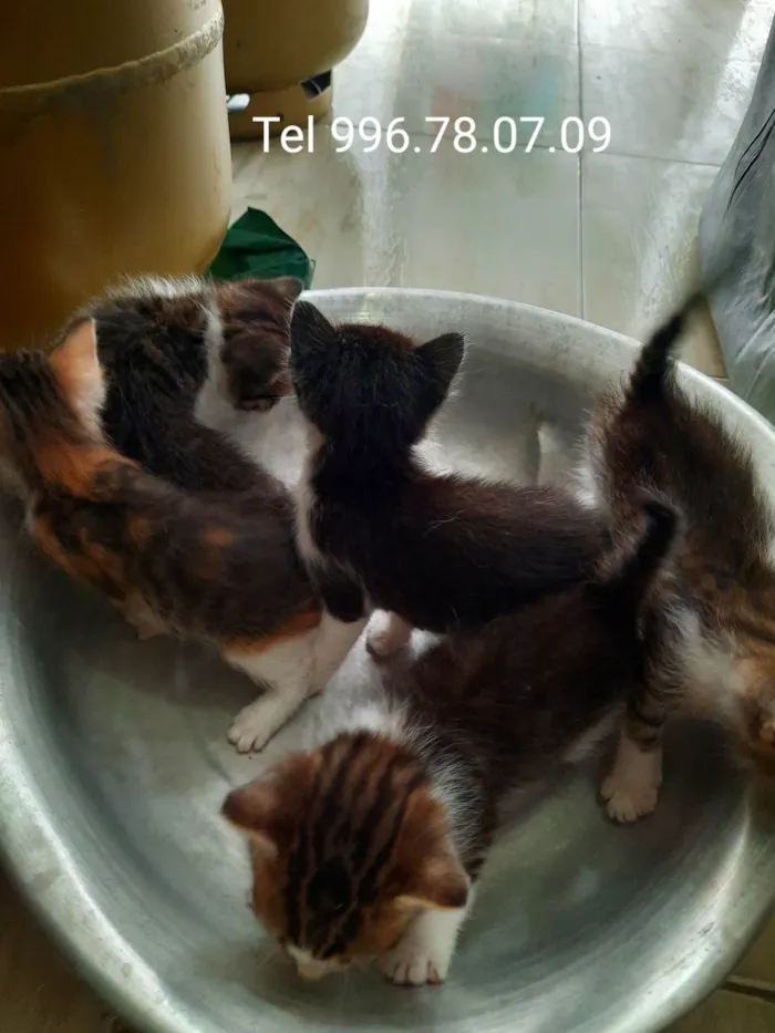 Gato ra a SRD-ViraLata idade Abaixo de 2 meses nome Não rem nome