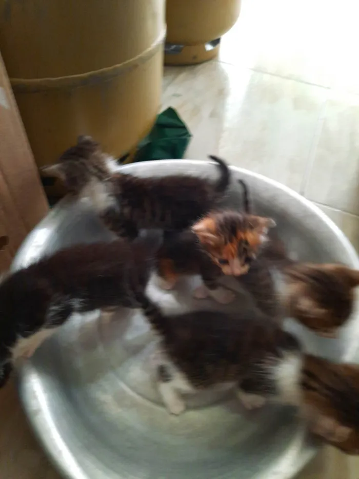 Gato ra a SRD-ViraLata idade Abaixo de 2 meses nome Não rem nome