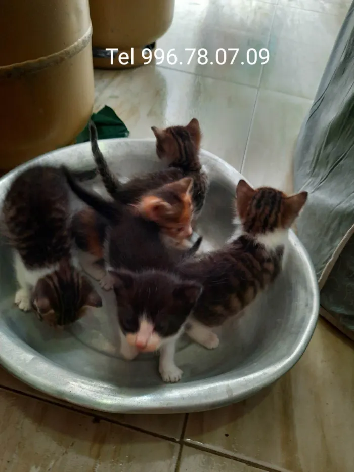 Gato ra a SRD-ViraLata idade Abaixo de 2 meses nome Não rem nome