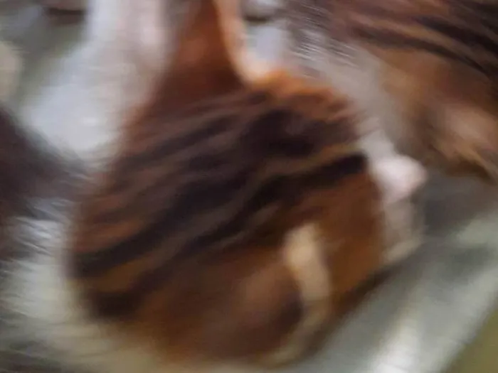 Gato ra a SRD-ViraLata idade Abaixo de 2 meses nome Não rem nome