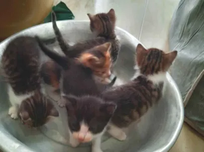Gato raça SRD-ViraLata idade Abaixo de 2 meses nome Não rem nome