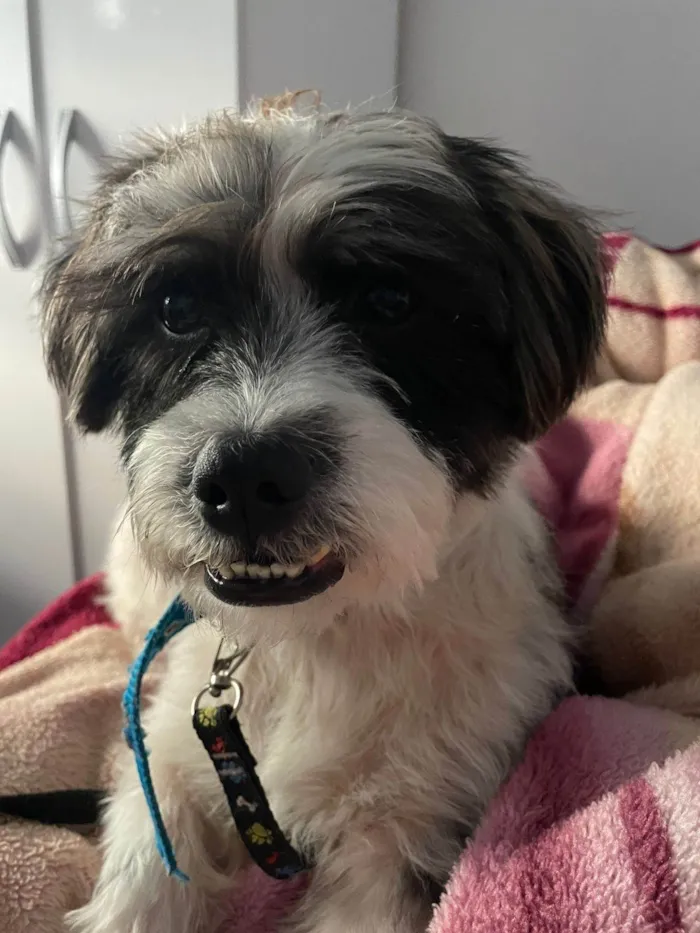Cachorro ra a Lhasa Apso idade 1 ano nome Sem nome