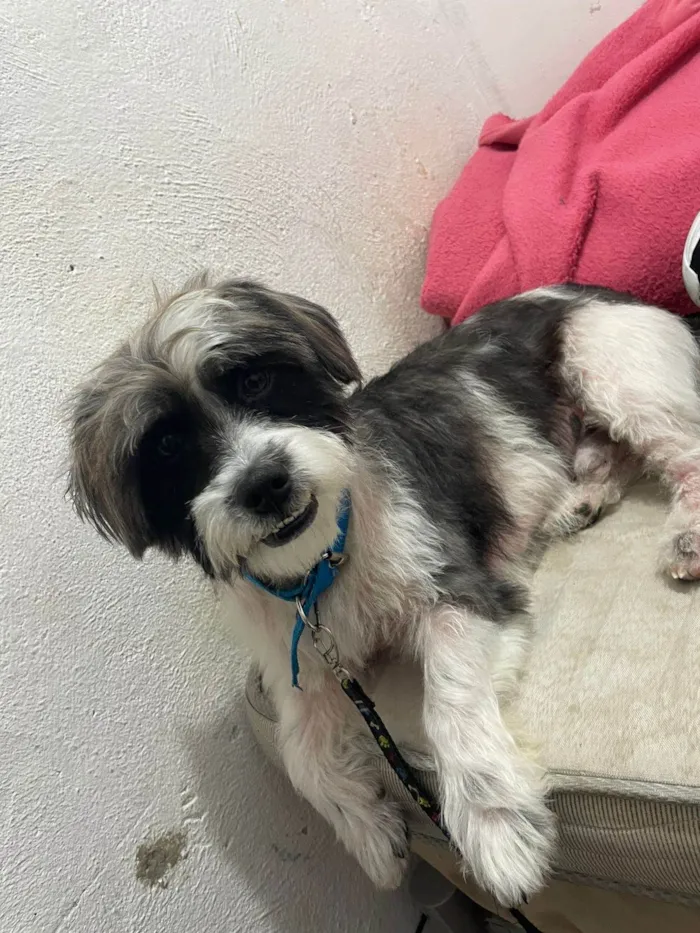 Cachorro ra a Lhasa Apso idade 1 ano nome Sem nome