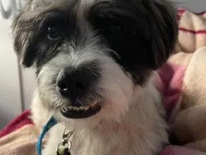 Cachorro raça Lhasa Apso idade 1 ano nome Sem nome