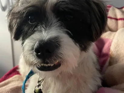 Cachorro raça Lhasa Apso idade 1 ano nome Sem nome
