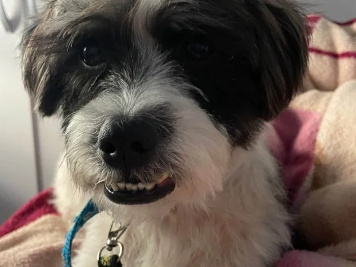 Cachorro ra a Lhasa Apso idade 1 ano nome Sem nome