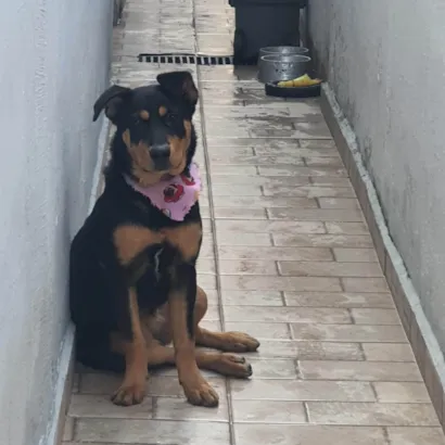 Cachorro raça Rottweiler idade 7 a 11 meses nome Ayla