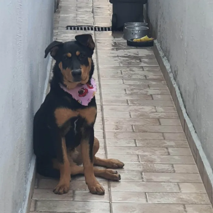 Cachorro ra a Rottweiler idade 7 a 11 meses nome Ayla