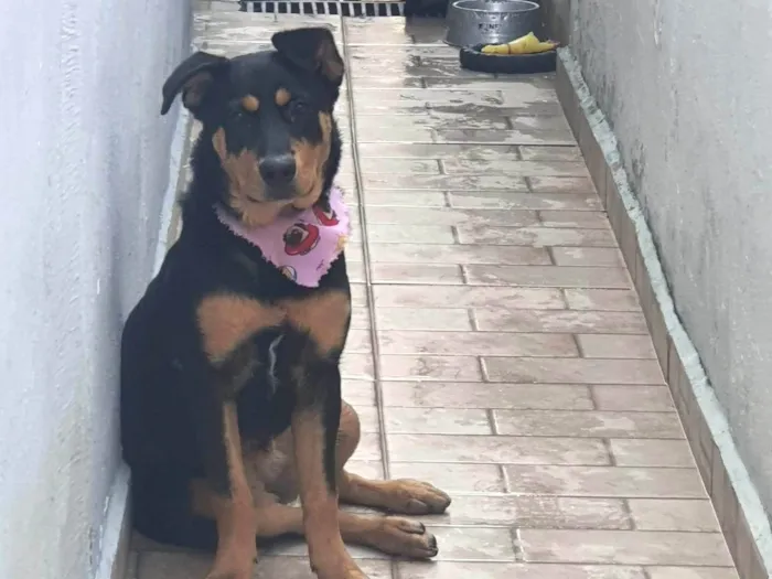 Cachorro ra a Rottweiler idade 7 a 11 meses nome Ayla