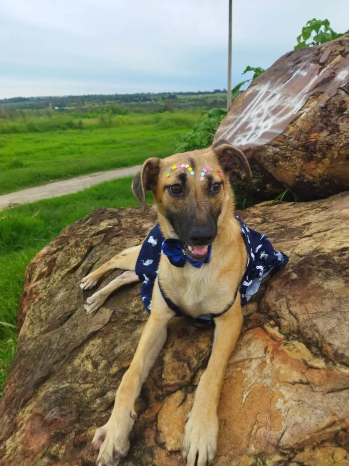 Cachorro ra a SRD-ViraLata idade 7 a 11 meses nome Pequena