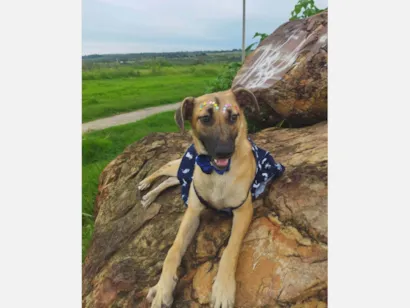 Cachorro raça SRD-ViraLata idade 7 a 11 meses nome Pequena