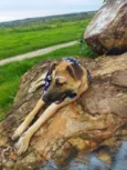 Pequena