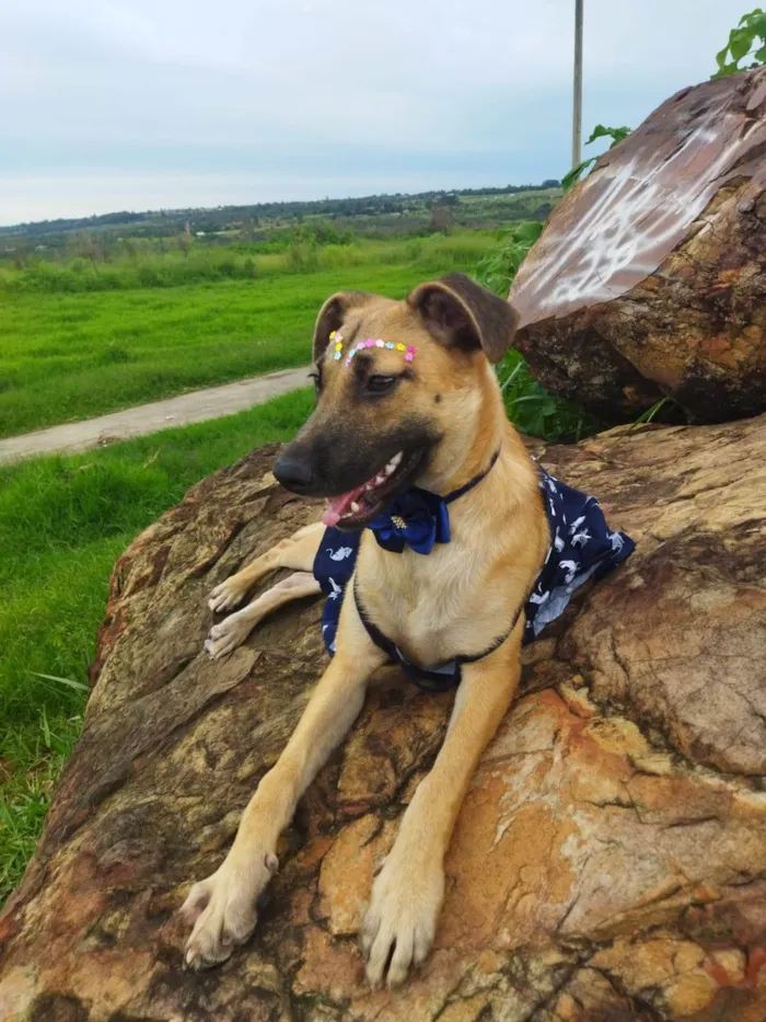 Cachorro ra a SRD-ViraLata idade 7 a 11 meses nome Pequena