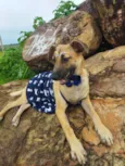 Pequena