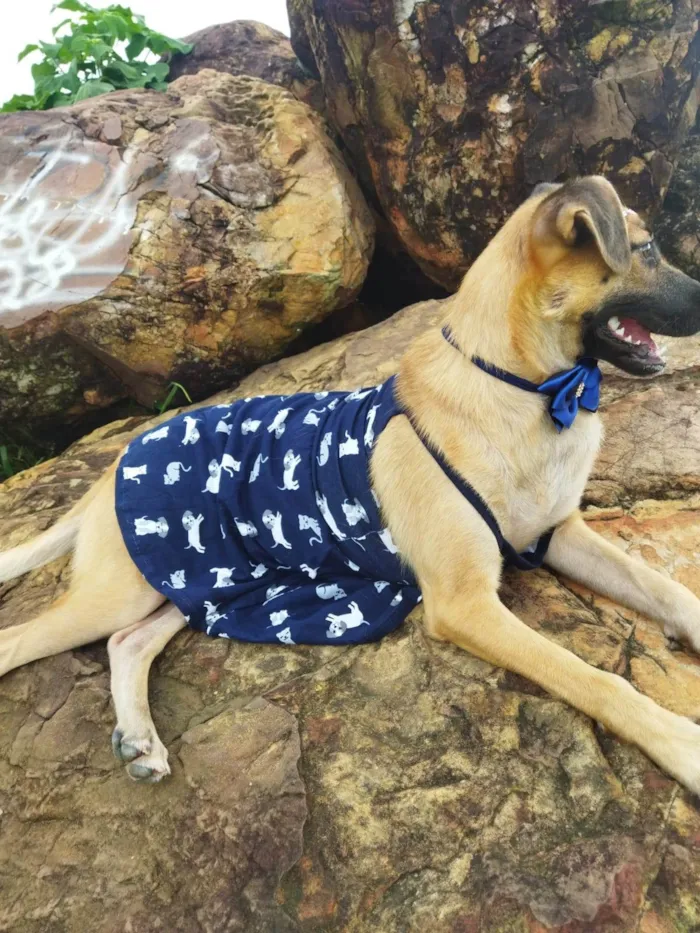 Cachorro ra a SRD-ViraLata idade 7 a 11 meses nome Pequena