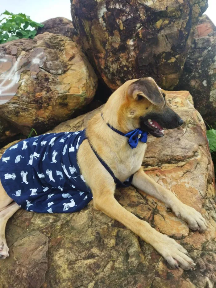 Cachorro ra a SRD-ViraLata idade 7 a 11 meses nome Pequena