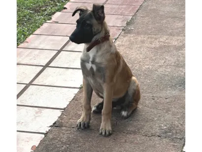 Cachorro raça Pastor Alemão idade 2 a 6 meses nome Zeus