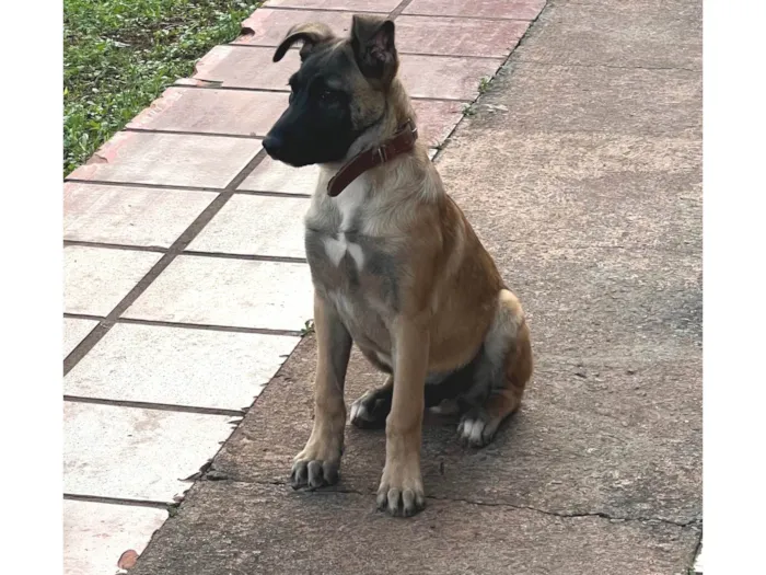 Cachorro ra a Pastor Alemão idade 2 a 6 meses nome Zeus