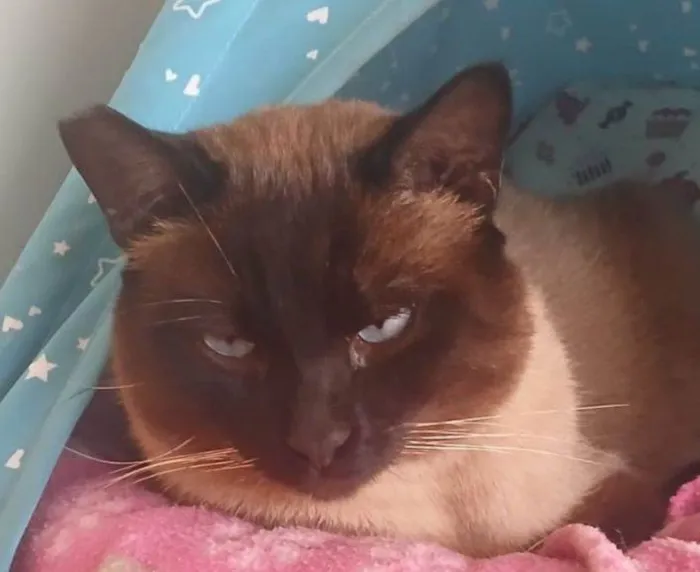 Gato ra a Siamês idade 3 anos nome Alasco , Neném 