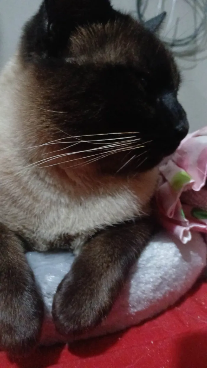 Gato ra a Siamês idade 3 anos nome Alasco , Neném 