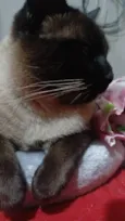 Alasco , Neném
