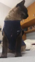 Alasco , Neném