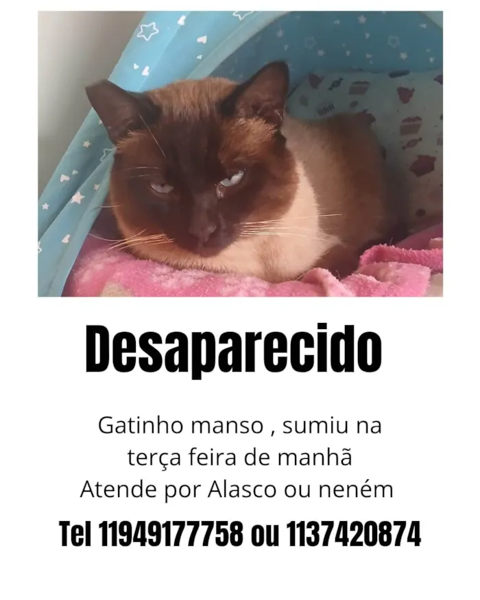 Gato ra a Siamês idade 3 anos nome Alasco , Neném 