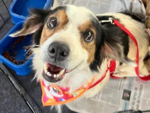 Cachorro raça Shnauzer idade 1 ano nome Estrela 