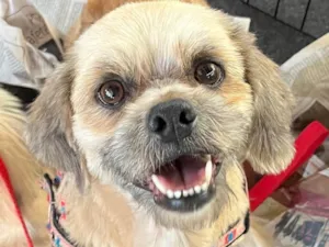Cachorro raça Shitzu idade 1 ano nome Fred 
