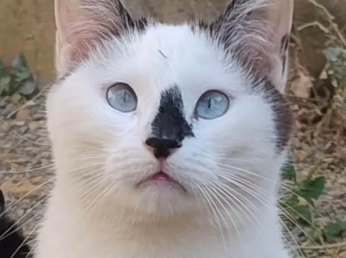 Gato ra a SRD-ViraLata idade 2 anos nome Romeu 