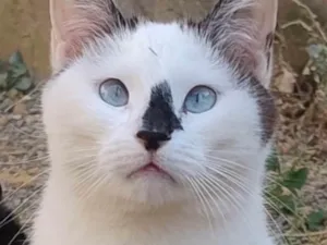 Gato raça SRD-ViraLata idade 2 anos nome Romeu 